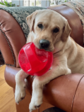 HOW DO I GET MY LAB TO STOP CHEWING?